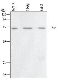 Human/Mouse/Rat Src Antibody, R D Systems 25&mu;g; Unlabeled:Antibodies,