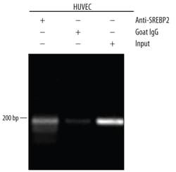 Human SREBP2 Antibody, R D Systems 25&mu;g; Unlabeled:Antibodies, Polyclonal