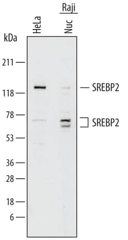 Human SREBP2 Antibody, R D Systems 25&mu;g; Unlabeled:Antibodies, Polyclonal