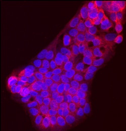 Human SREBP2 Antibody, R D Systems 25&mu;g; Unlabeled:Antibodies, Monoclonal