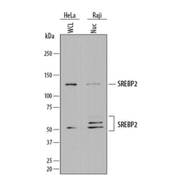 Human SREBP2 Antibody, R D Systems 25&mu;g; Unlabeled:Antibodies, Monoclonal