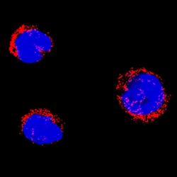 Human SSBP1 Antibody, R D Systems 100&mu;g; Unlabeled:Antibodies, Polyclonal