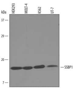Human SSBP1 Antibody, R D Systems 100&mu;g; Unlabeled:Antibodies, Polyclonal