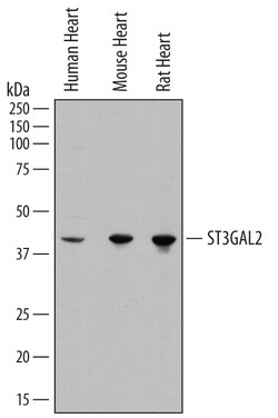 Human/Mouse/Rat ST3 beta-Gal alpha-2,3-Sialyltransferase 2/ST3GAL2 Antibody,