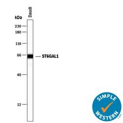 Human ST6 Gal Sialyltransferase 1/ ST6GAL1 Antibody, R D Systems 25&mu;g;