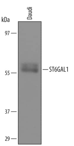 Human ST6 Gal Sialyltransferase 1/ ST6GAL1 Antibody, R D Systems 25&mu;g;