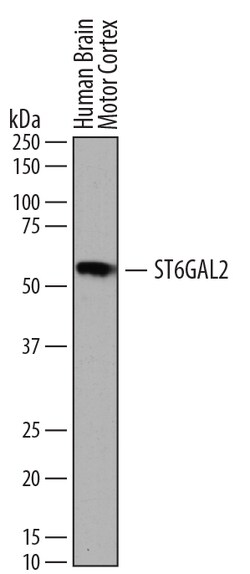 Human ST6 Gal Sialyltransferase 2/ST6GAL2 Antibody, R D Systems 100&mu;g;