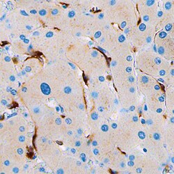 Human Stabilin-1 Antibody, R D Systems 100ug; Unlabeled:Antibodies, Monoclonal