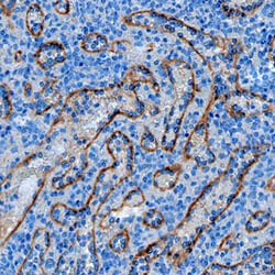Human Stabilin-2 Antibody, R D Systems 25&mu;g; Unlabeled:Antibodies, Monoclonal