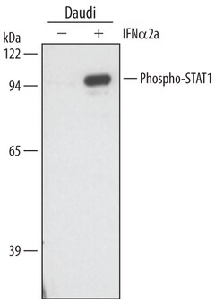 Human/Mouse Phospho-STAT1 (Y701) Antibody, R D Systems 50&mu;g; Unlabeled:Antibodies,