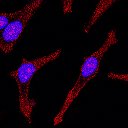 Human STAT1 Antibody, R D Systems 100ug; Unlabeled:Antibodies, Monoclonal