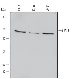 Human STAT1 Antibody, R D Systems 100ug; Unlabeled:Antibodies, Monoclonal
