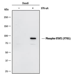 Human Phospho-STAT1 (Y701) Antibody, R D Systems 100 ug; Unconjugated:Antibodies,