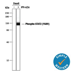 Human Phospho-STAT2 (Y689) Antibody, R D Systems 25&mu;g; Unlabeled:Antibodies,