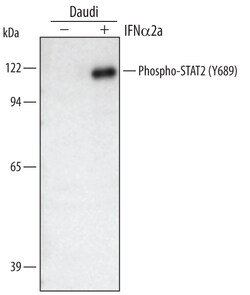 Human Phospho-STAT2 (Y689) Antibody, R D Systems 25&mu;g; Unlabeled:Antibodies,