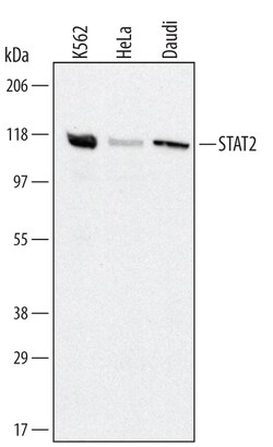 Human STAT2 Antibody, R D Systems 100ug; Unlabeled:Antibodies, Monoclonal