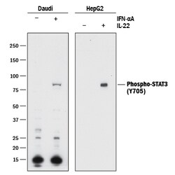 Human Phospho-STAT3 (Y705) Antibody, R D Systems 25&mu;g; Unlabeled:Antibodies,