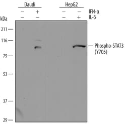 Human Phospho-STAT3 (Y705) Antibody, R D Systems 25&mu;g; Unlabeled:Antibodies,