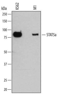 Human/Mouse STAT5a Antibody, R D Systems 25&mu;g; Unlabeled:Antibodies,
