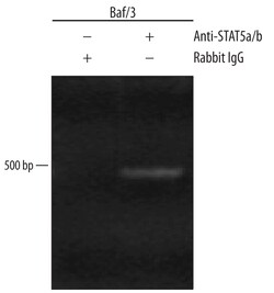 Human/Mouse STAT5a/b Pan Specific Antibody, R D Systems 100 &mu;g | Buy Online | R&D Systems | Fisher Scientific