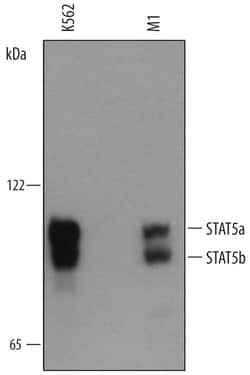 Human/Mouse STAT5a/b Pan Specific Antibody, R D Systems 100 &mu;g | Buy Online | R&D Systems | Fisher Scientific