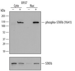 Phospho-STAT6 (Y641) Rabbit anti-Human, Polyclonal, R D Systems 50&mu;g;