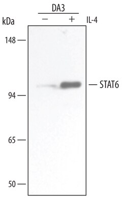 Mouse STAT6 Antibody, R D Systems 25&mu;g; Unlabeled:Antibodies, Monoclonal