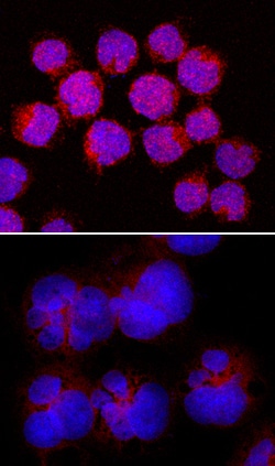 Human Phospho-STAT6 (Y641) Antibody, R D Systems:Antibodies:Primary Antibodies