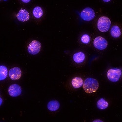 Human Phospho-STAT6 Y641 Antibody, R D Systems 25&mu;g; Unlabeled:Antibodies,