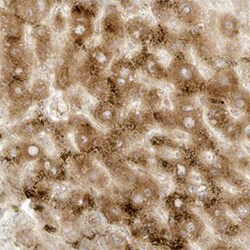 Human/Mouse Stathmin-2/STMN2 Antibody, R D Systems 100ug; Unlabeled:Antibodies,