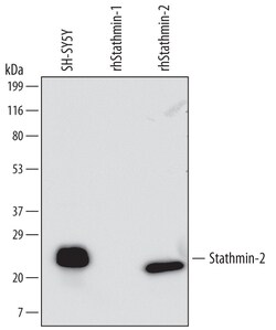 Human/Mouse Stathmin-2/STMN2 Antibody, R D Systems 100ug; Unlabeled:Antibodies,
