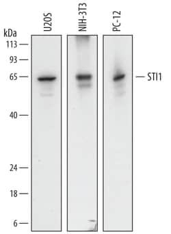 Human/Mouse/Rat STI1 Antibody, R D Systems 100&mu;g; Unlabeled:Antibodies,
