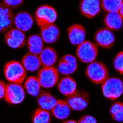 Human STING/TMEM173 Antibody, R D Systems 100ug; Unlabeled:Antibodies,