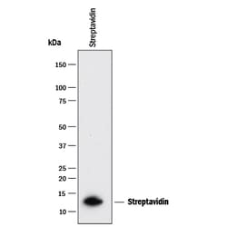 Streptavidin Antibody, R D Systems 100&mu;g; Unlabeled:Antibodies, Monoclonal