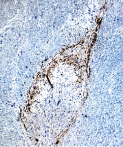 Human/Mouse/Rat Substance P Antibody, R D Systems 100ug; Unlabeled:Antibodies,