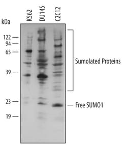 Human/Mouse SUMO1 Antibody, R D Systems 100&mu;g; Unlabeled:Antibodies,