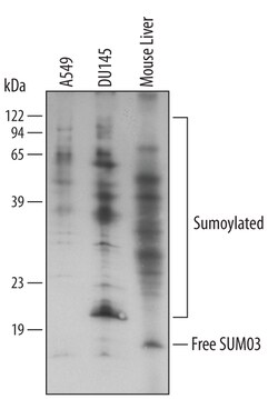 Human/Mouse SUMO3 Antibody, R D Systems 25&mu;g; Unlabeled:Antibodies,