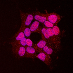 Human SUMO3 Antibody, R D Systems 25&mu;g; Unlabeled:Antibodies, Monoclonal