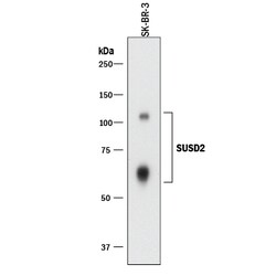 Human SUSD2 Antibody, R D Systems 100 &mu;g | Buy Online | R&D Systems | Fisher Scientific