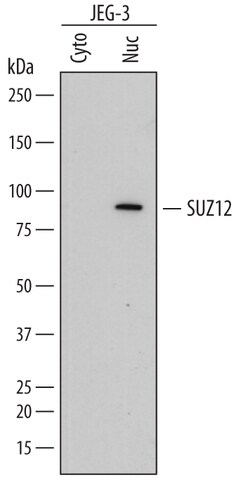 SUZ12 Mouse anti-Human, Clone: 448909, R D Systems 25&mu;g; Unlabeled,