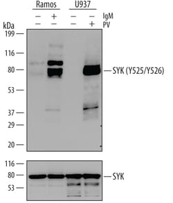 Human Phospho-SYK (Y525/Y526) Antibody, R D Systems 25&mu;g; Unlabeled:Antibodies,