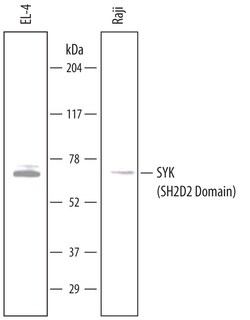 Human SYK (SH2D2 Domain) Antibody, R D Systems 100ug; Unlabeled:Antibodies,