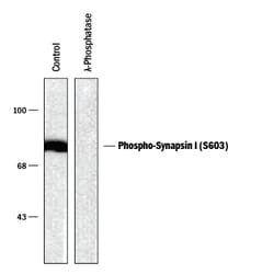 Phospho-Synapsin I (S603) Antibody, R D Systems 100&mu;L; Unlabeled:Antibodies,
