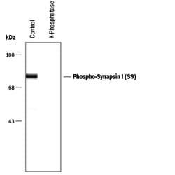 Phospho-Synapsin I (S9) Antibody, R D Systems 100&mu;L; Unlabeled:Antibodies,