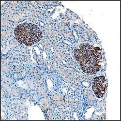 Human Synaptopodin Antibody, R D Systems:Antibodies:Primary Antibodies