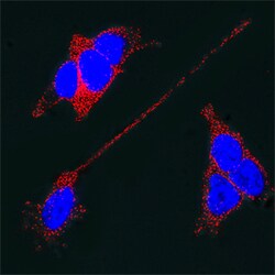 Rat Synaptotagmin-1 Antibody, R D Systems 25&mu;g; Unlabeled:Antibodies,