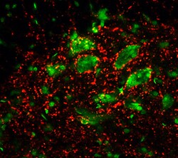Rat Synaptotagmin-1 Antibody, R D Systems 25&mu;g; Unlabeled:Antibodies,