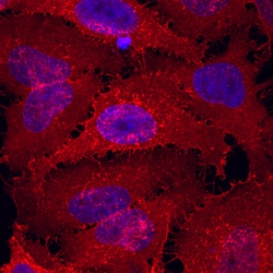 Human Syndecan-4 Antibody, R D Systems 100&mu;g; Unlabeled:Antibodies,