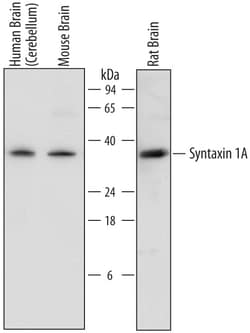 Human/Mouse/Rat Syntaxin 1A Antibody, R D Systems 25&mu;g; Unlabeled:Antibodies,