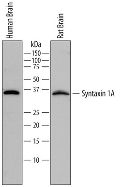 Human Syntaxin 1A Antibody, R D Systems 100ug; Unlabeled:Antibodies, Monoclonal